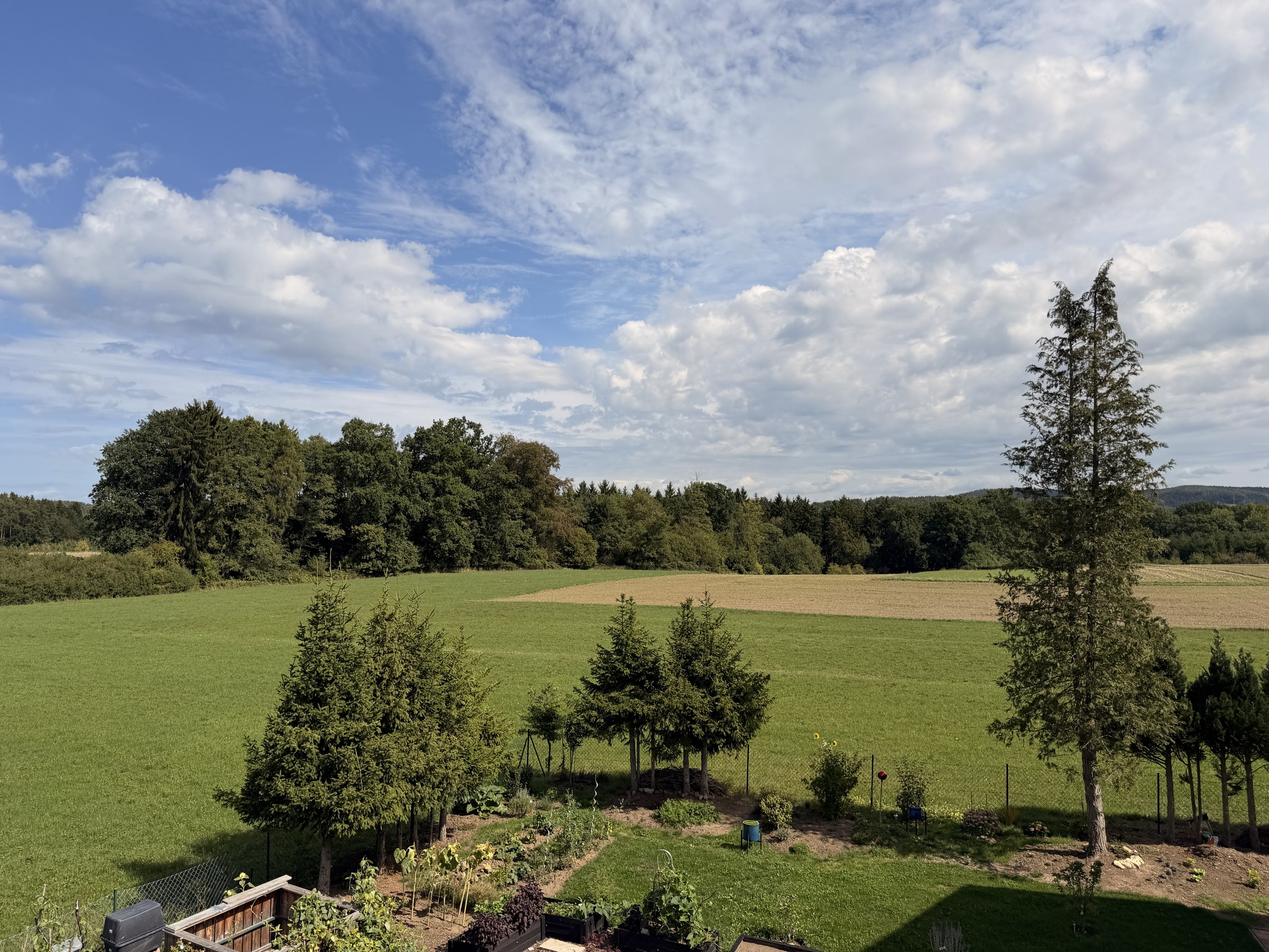 Originalaufnahme vor Ort: Blick über Wiesen und Bäume